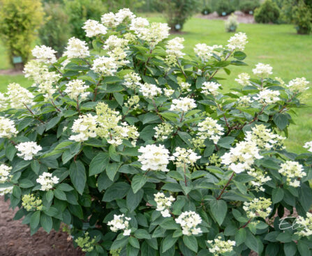 Hydrangea paniculata `Unique` aed-hortensia