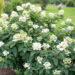 Hydrangea paniculata `Unique` aed-hortensia