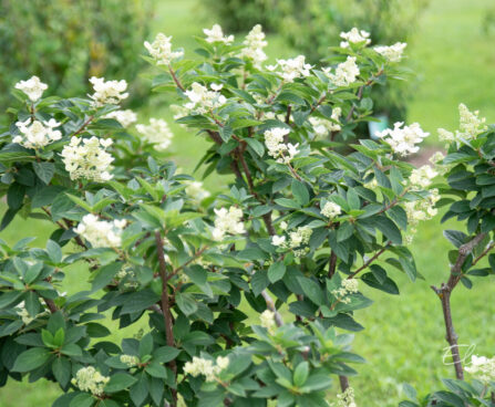 Hydrangea paniculata `Pink Diamond` aed-hortensia