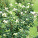 Hydrangea paniculata `Pink Diamond` aed-hortensia