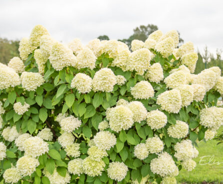 Hydrangea paniculata `Limelight` aed-hortensia