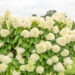 Hydrangea paniculata `Limelight` aed-hortensia