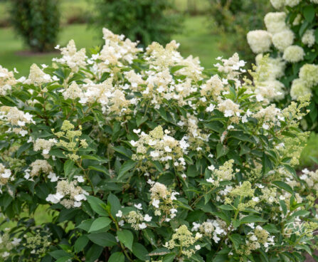 Hydrangea paniculata `Kyushu` aed-hortensia