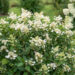 Hydrangea paniculata `Kyushu` aed-hortensia