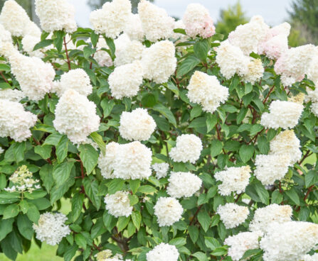 Hydrangea paniculata `Vanille Fraise` aed-hortensia