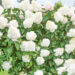 Hydrangea paniculata `Vanille Fraise` aed-hortensia