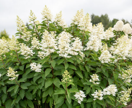 Hydrangea paniculata `Tardiva` aed-hortensia