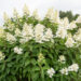 Hydrangea paniculata `Tardiva` aed-hortensia