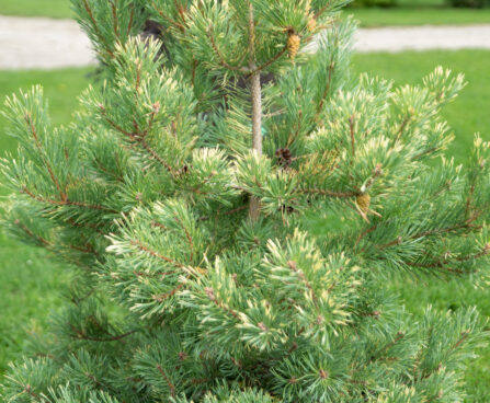 Pinus sylvestris `Aurea` harilik mänd (3)