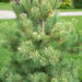 Pinus sylvestris `Aurea` harilik mänd (3)