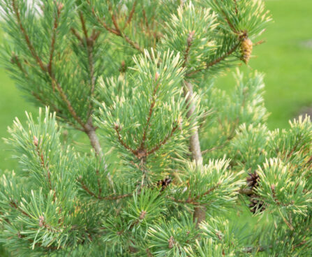 Pinus sylvestris `Aurea` harilik mänd (1)