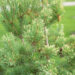 Pinus sylvestris `Aurea` harilik mänd (1)