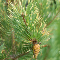 Pinus sylvestris `Aurea` harilik mänd (2)