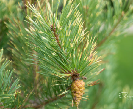 Pinus sylvestris `Aurea` harilik mänd (2)