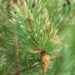 Pinus sylvestris `Aurea` harilik mänd (2)