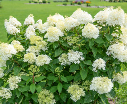 Hydrangea paniculata `Phantom` aed-hortensia