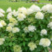 Hydrangea paniculata `Phantom` aed-hortensia
