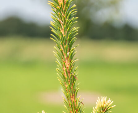 Picea abies `Virgata Vanc` harilik kuusk