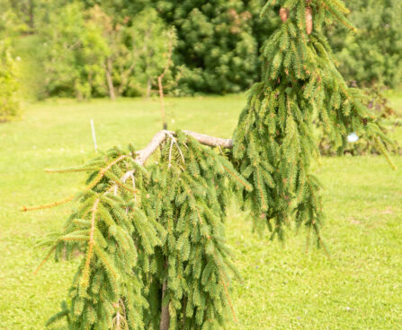 Picea abies `Frohburg` harilik kuusk