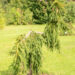 Picea abies `Frohburg` harilik kuusk