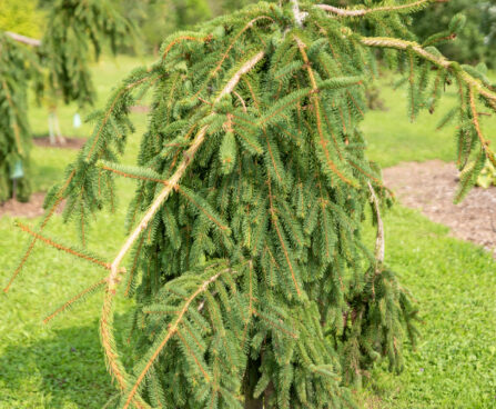 Picea abies `Inversa` harilik kuusk