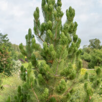 Pinus leucodermis (heldreichi) `Satelite` valgekooreline mänd `Satellit`
