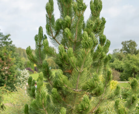 Pinus leucodermis (heldreichi) `Satelite` valgekooreline mänd `Satellit`