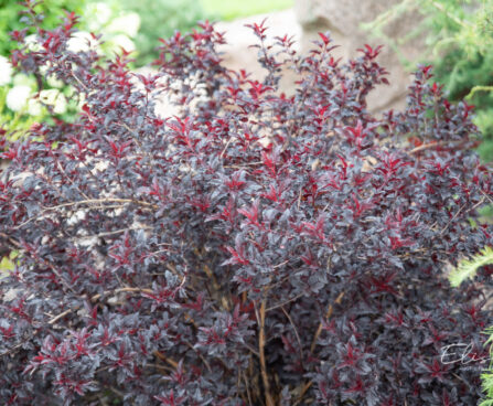 Physocarpus opulifolius `All Black` lodjap-põisenelas