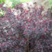 Physocarpus opulifolius `All Black` lodjap-põisenelas