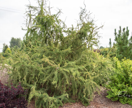 Larix decidua `Horstmann Recurved` (3)