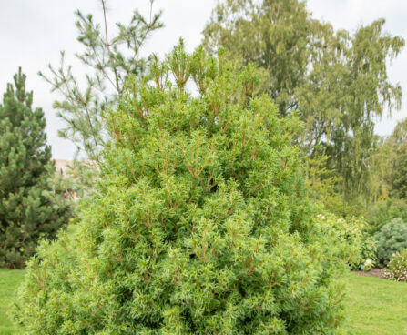 Pinus strobus `Tiny Curls` valge mänd (2)