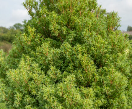 Pinus strobus `Tiny Curls` valge mänd (1)