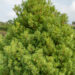 Pinus strobus `Tiny Curls` valge mänd (1)