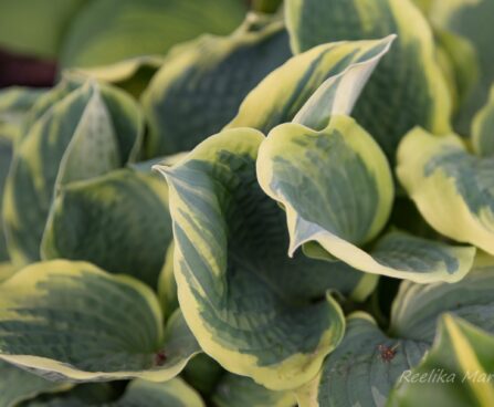 1149_8402_Hosta_Pizzazz_.JPG