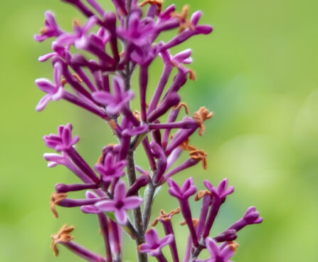 Syringa bloomerang `Dark Purple` sirel