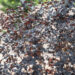 Physocarpus opulifolius `Jonight` lodjap-põisenelas (2)