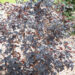 Physocarpus opulifolius `Jonight` lodjap-põisenelas (1)