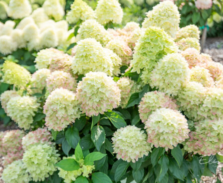 Hydrangea paniculata `Graffity` aed-hortensia (2)