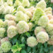 Hydrangea paniculata `Graffity` aed-hortensia (2)