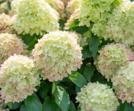 Hydrangea paniculata `Graffity` aed-hortensia (1)