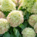 Hydrangea paniculata `Graffity` aed-hortensia (1)