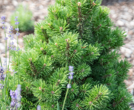 Pinus mugo `Allgau` mägimänd