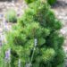 Pinus mugo `Allgau` mägimänd
