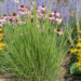 Schizachyrium scoparium (Andropogon scoparius) tihe sinikõrs