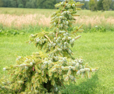 Picea omorika `Pendula` serbia kuusk