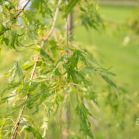 Acer saccharinum `Wieri` hõbevaher