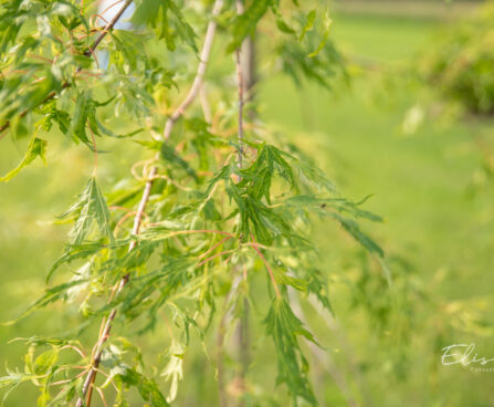 Acer saccharinum `Wieri` hõbevaher