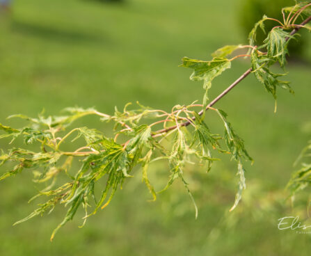 Acer saccharinum `Wieri` hõbevaher