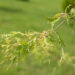 Acer saccharinum `Wieri` hõbevaher