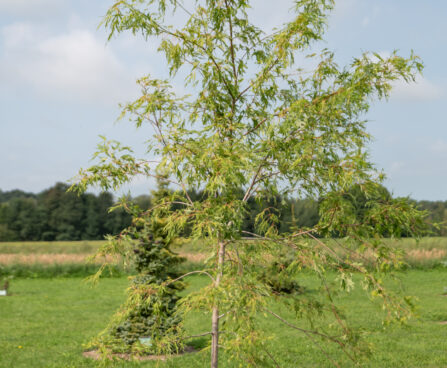 Acer saccharinum `Wieri` (2)hõbevaher